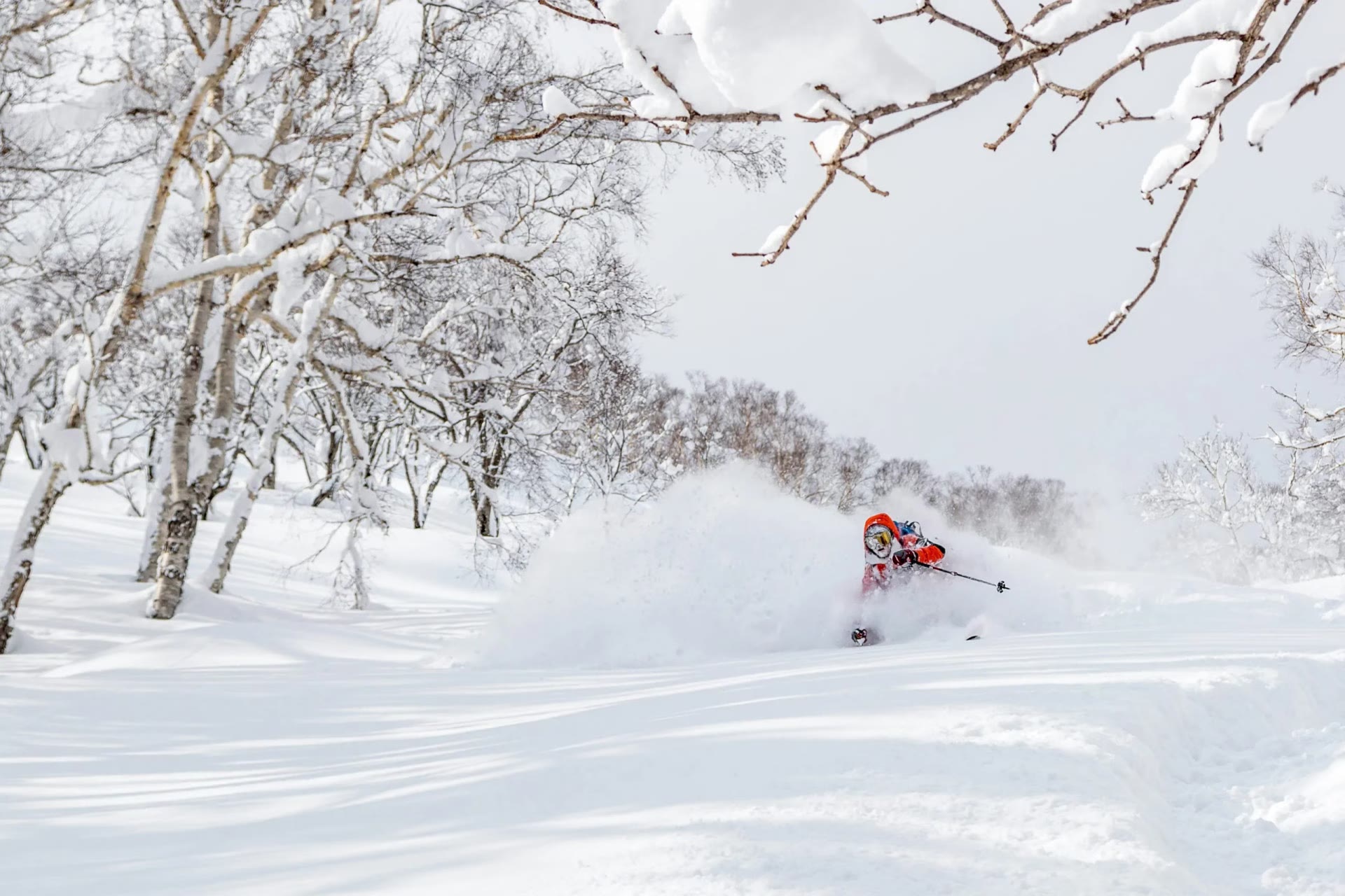 Skier in deep powder among snow-laden trees